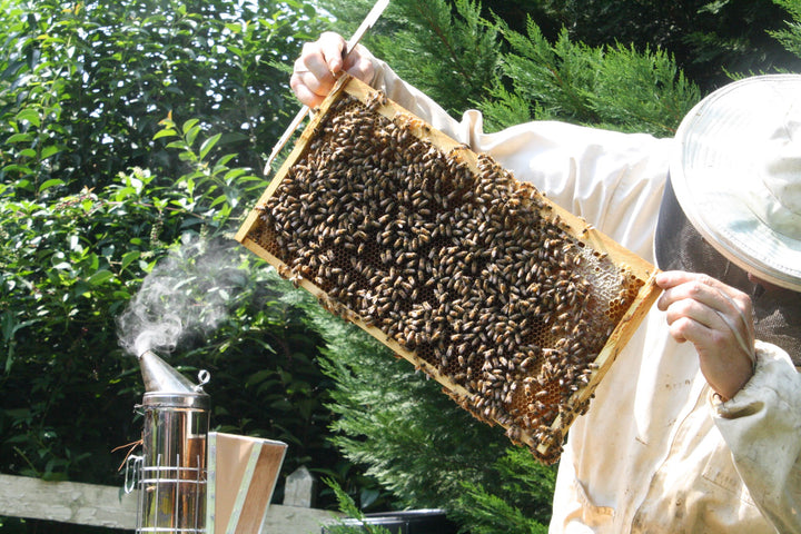 Cloister Honey Bees